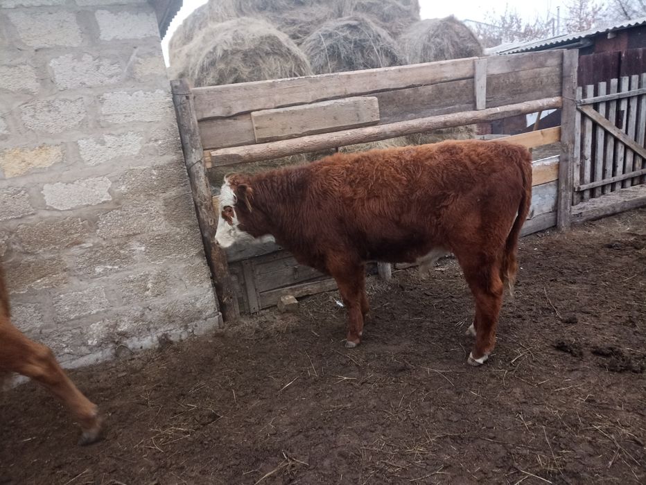 Подсос баспақтар