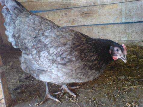 Oua incubator australorp.

Australorp