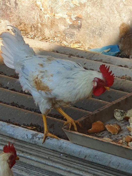 Продаётся петушки