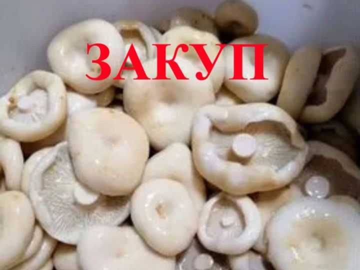 Грибы грузди соленые