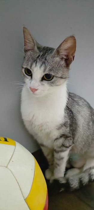 Pisicuta blanda si frumoasa cauta casuta ei.