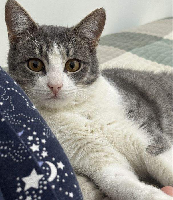 Котенок в добрые руки ( 10 мес примерно)