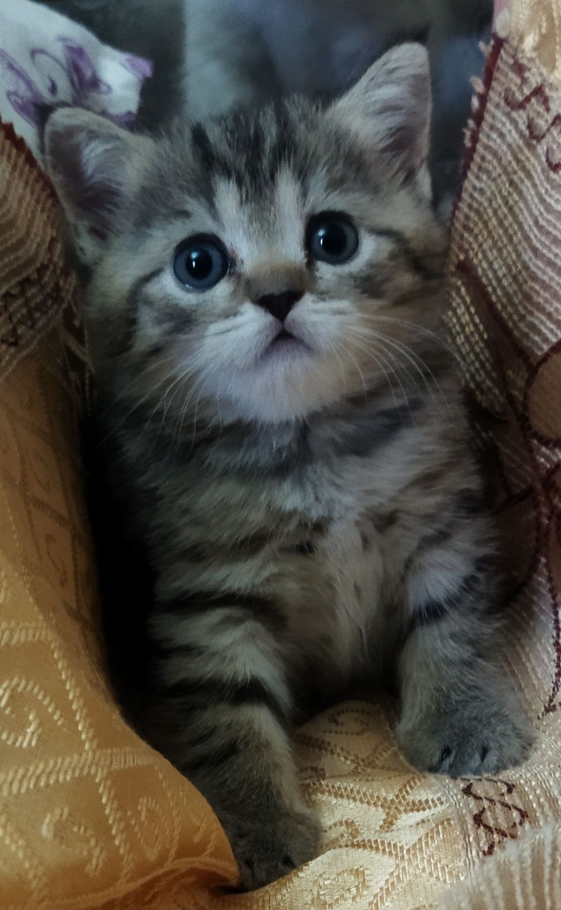 Шотландский котёнок девочка