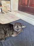 Scottish fold qiz bola mushuk sotiladi