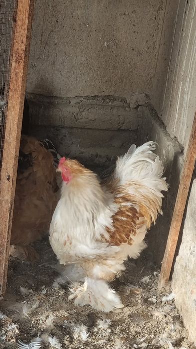 Brama beloe zolota xo'roz