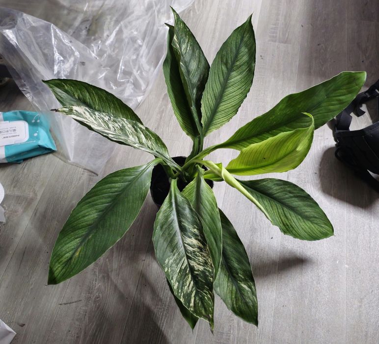 Спатифиллум Канифоль сенсация вар