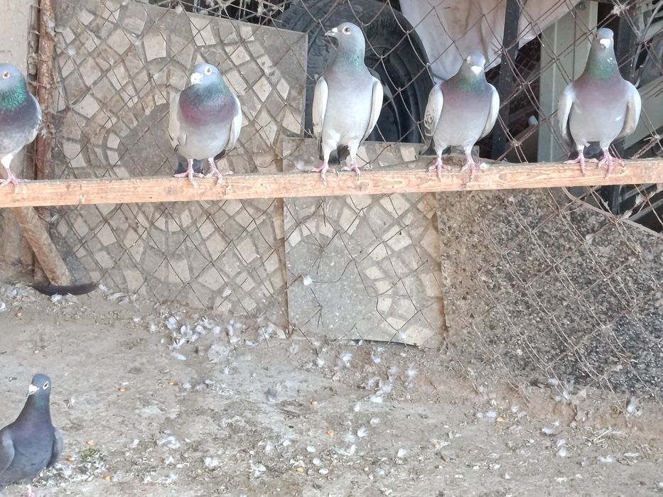 Продам голубей спортивных