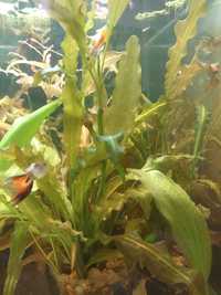 Продам аквариумные растения гепонатаген живородящий.