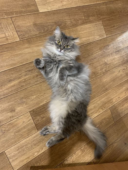 Отдам кошку и котят