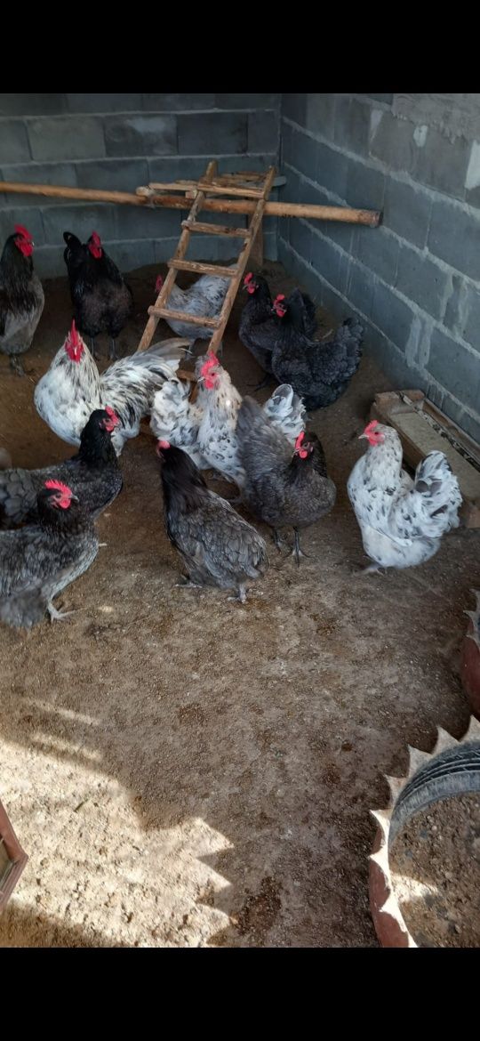 Ouă de găini australorp pentru incubat. Prepelițe și Turturele.