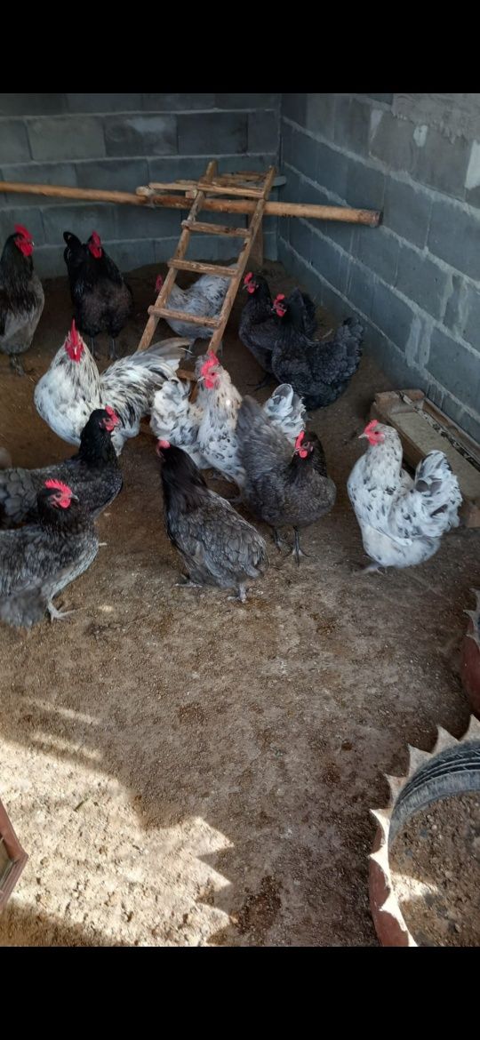 Ouă de găini australorp pentru incubat.