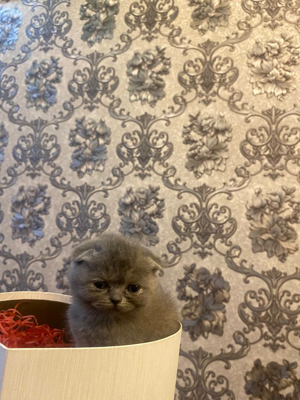 Toza zotli mushuk bolalari