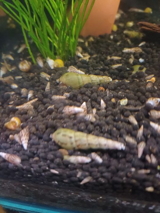 Pui ancistrus calico,melci,pleco