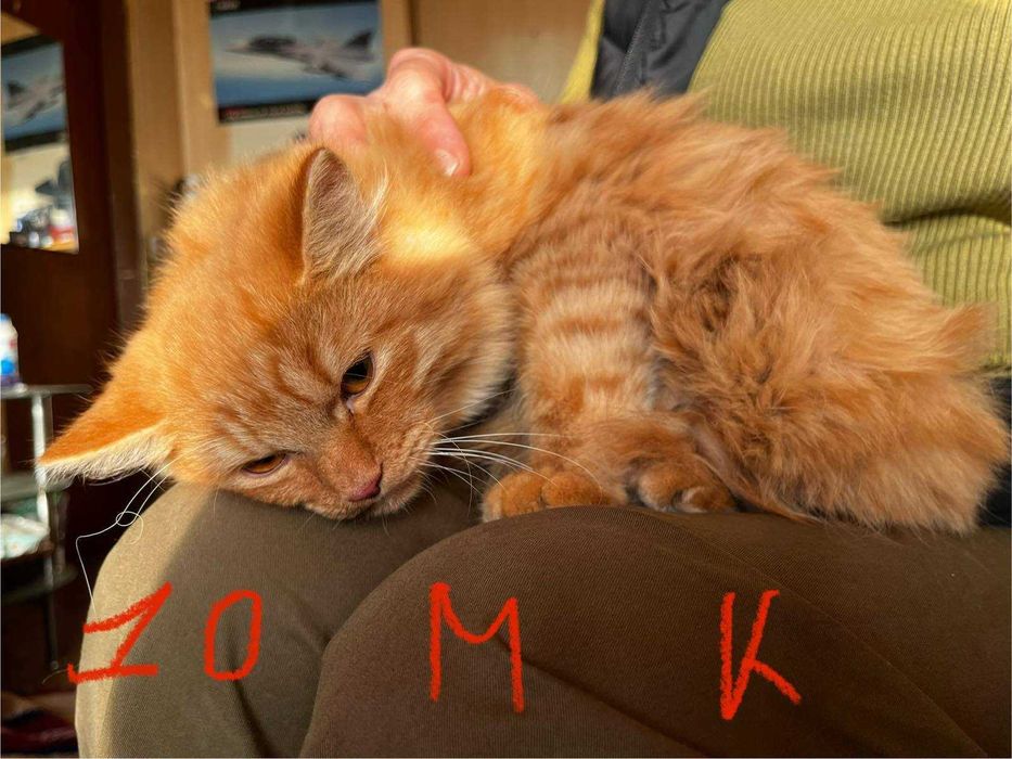 Спешно - Домашни котки се нуждаят от Приемен / Постоянен дом