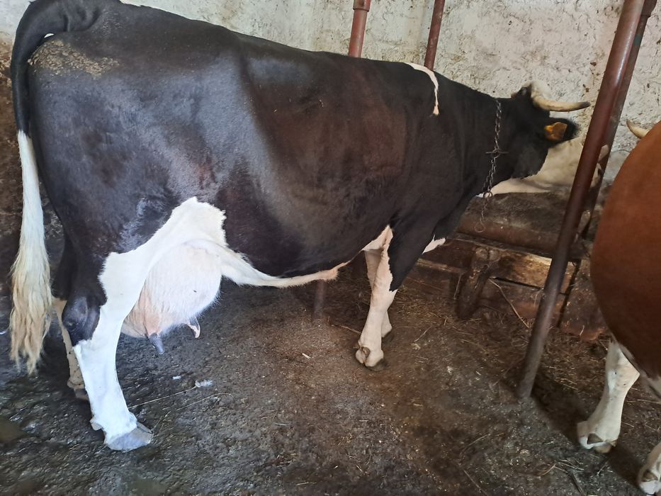 Vând vaca cu vițel