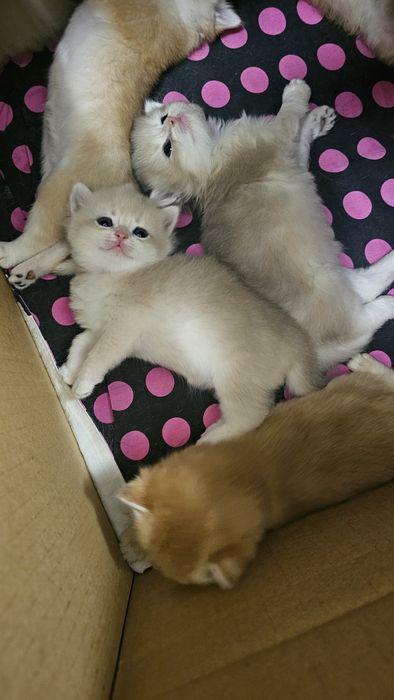 Британская золотая шиншила девочка