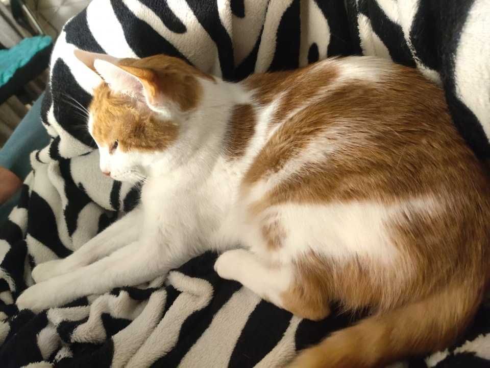 Adoptie motan Bucuresti