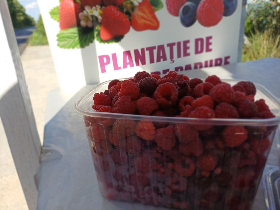 Butasi zmeura remontanta Polka