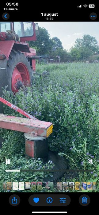 Vand lucerna de talie mare in Arad 15 lei/kg