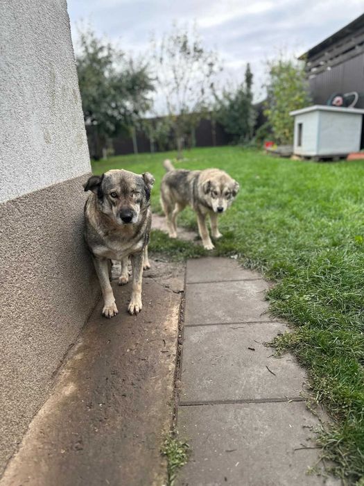 Adopție cățelușa tânără și mama ei