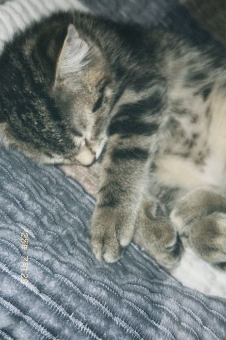 пропал котенок мальчик