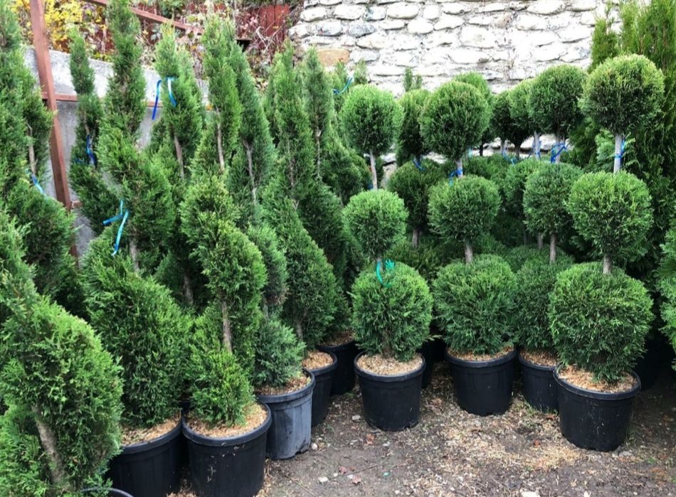 Tuia smaragd și leylandii la înălțimea de 2.5-4m