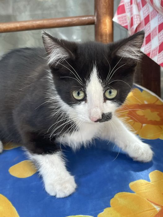 Мъжко коте на 2 месеца