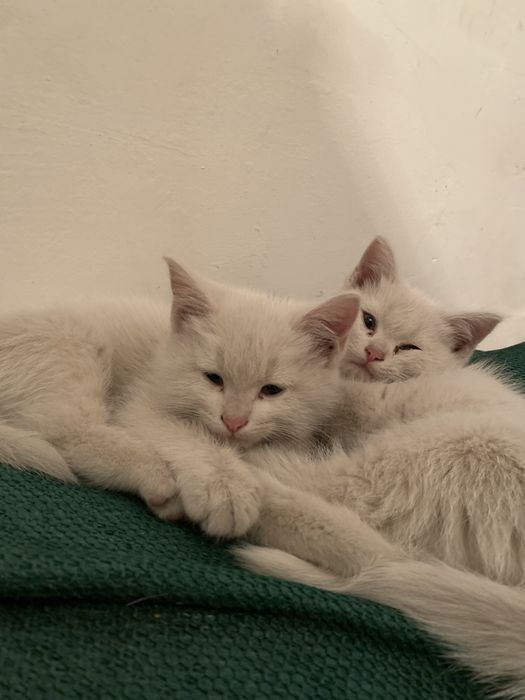 mushuk sotiladi 3 oyli boladi