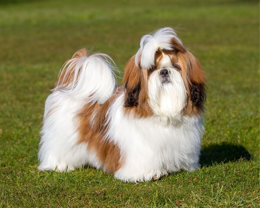 Catel Shihtzu Mini Toy Pedigree