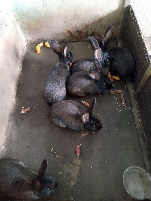 Iepuri de carne negri și uriaș german