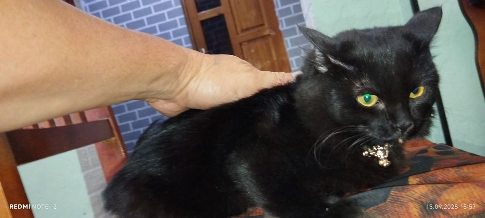 продам Йоркская шоколадная кошку