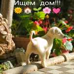 Щенки в добрые руки