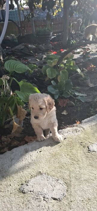 Малки голдън ретривър