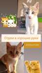 Отдам котят в хорошие руки