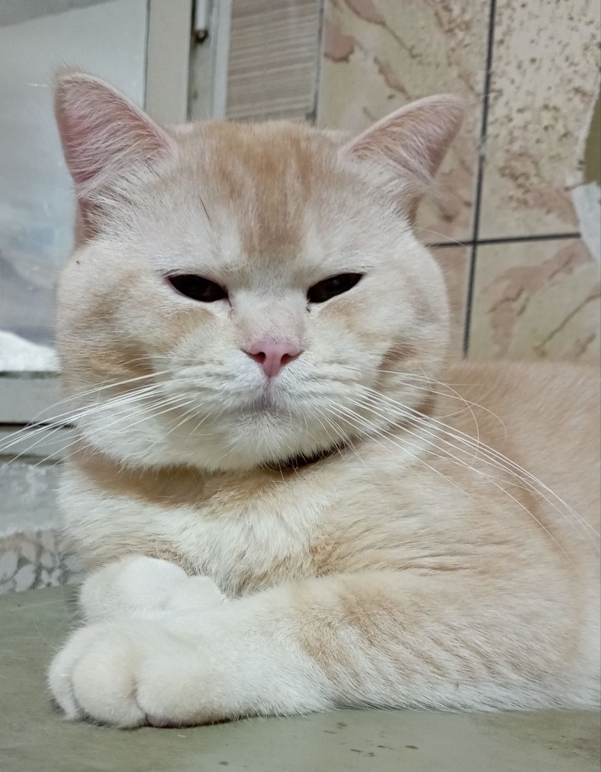 Котёнок 2 мес. девочка