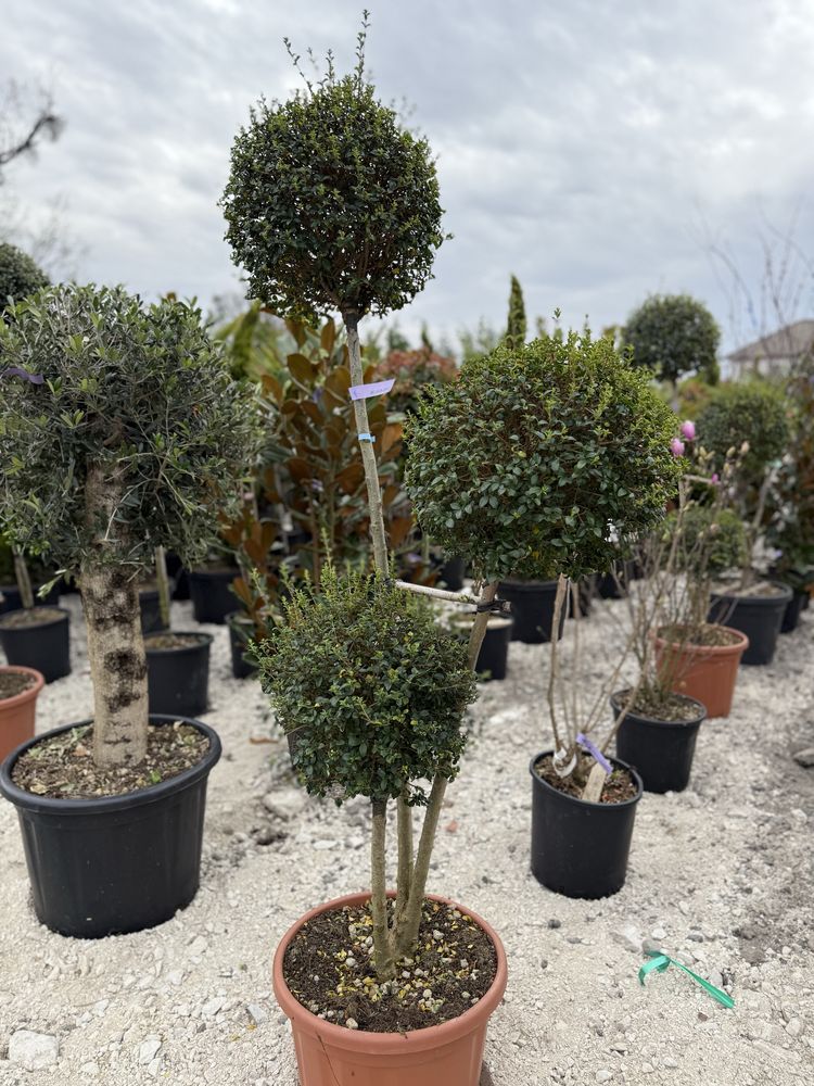 Vând plante ornamentale calitate extra