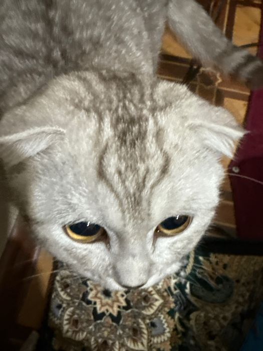 Скотишфолд пародабиьбтььиььттьитььтттьььььтььььттттьббьтьиььтььтьбттьь