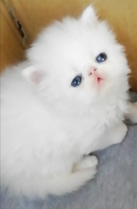 Котята персы экстремалы. .