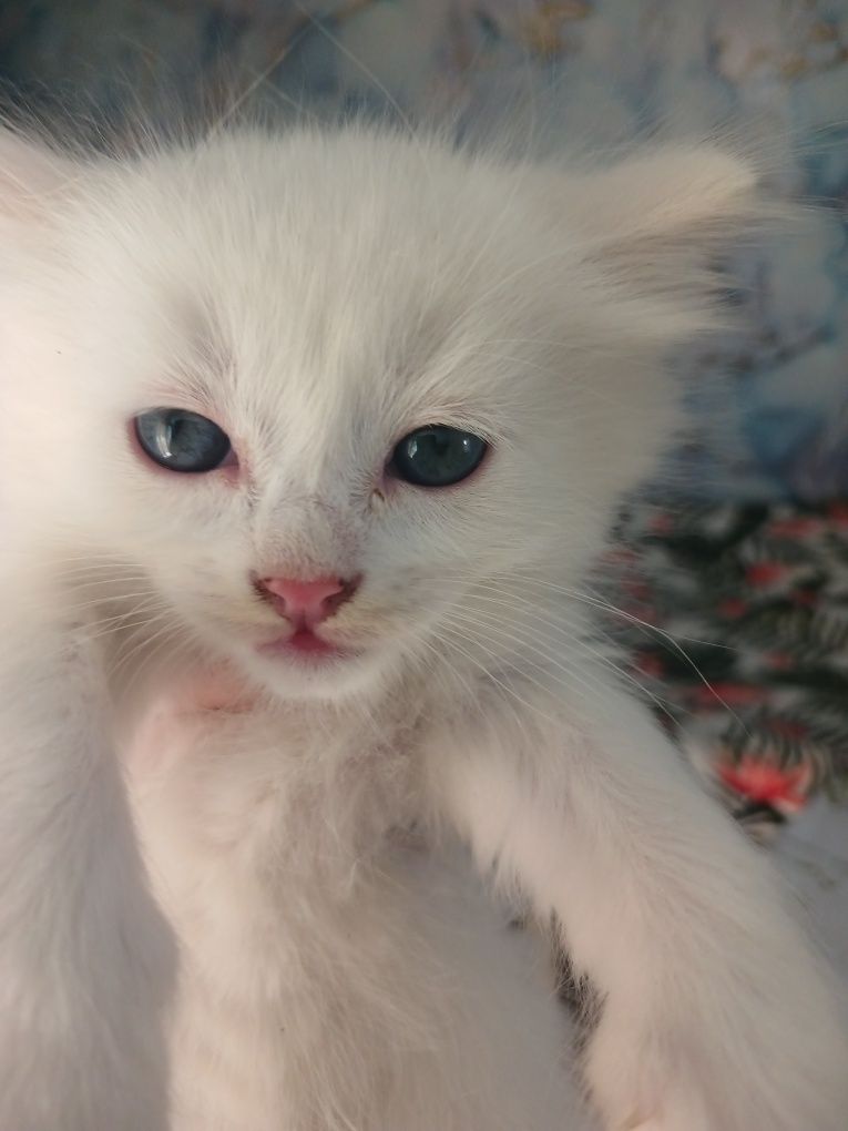 Котята бесплатно