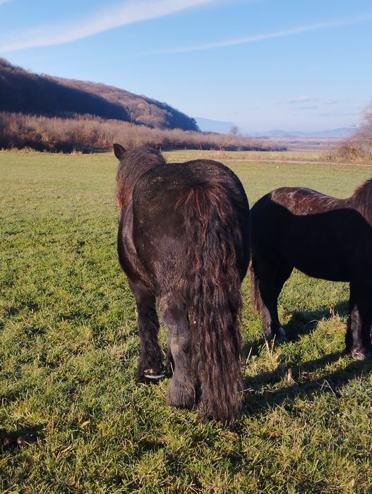 Iapă de vânzare ...