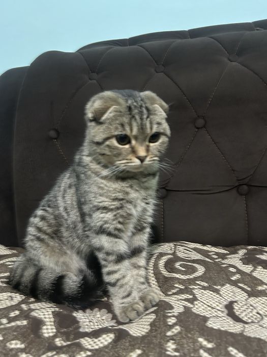 Вислоухий ГИГАНТ  шотландец