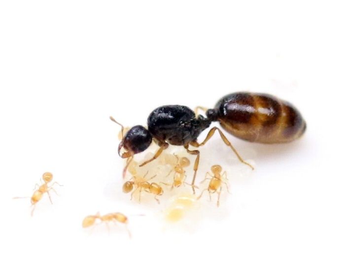 Solenopsis fugax, или муравей-вор, — это крошечные муравьи  желтоваты