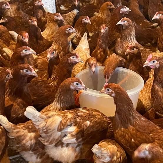 Туып турган тауык Ломан браун 5-6 айлық леггорн доминант балапан кур