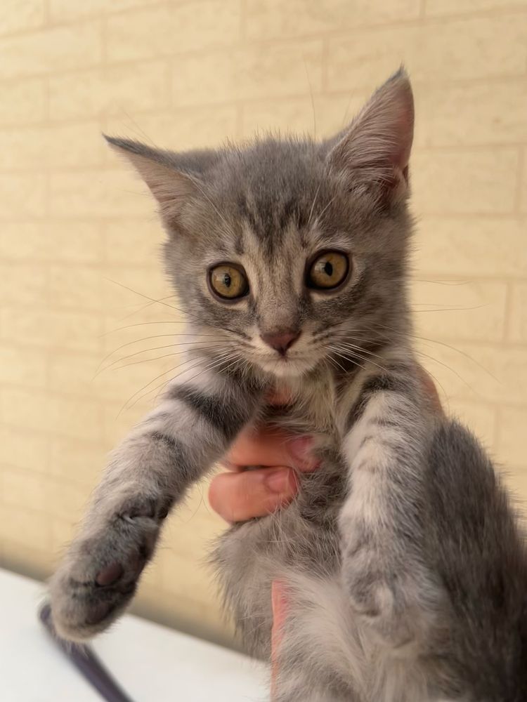 Британская кошка, отдаю!