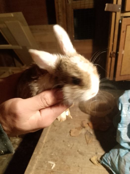 Quyon bolalari sotiladi