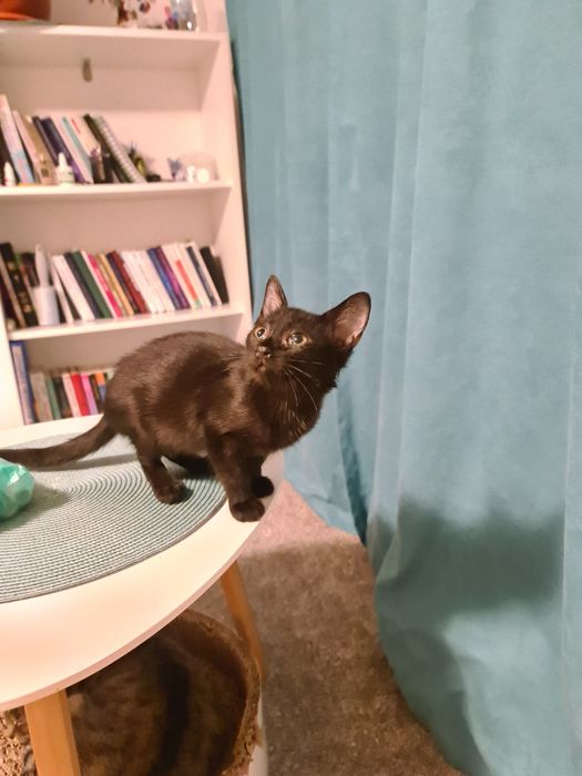 Ofer spre adoptie 3 pui de pisica.