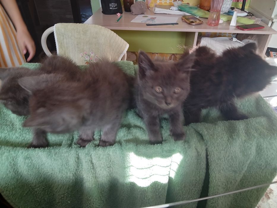 Котята пепельного окраса