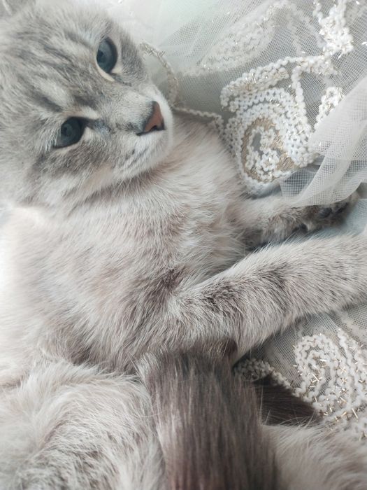 Mushuklar sotiladi oladiganlar uchun xamyonbob narxda