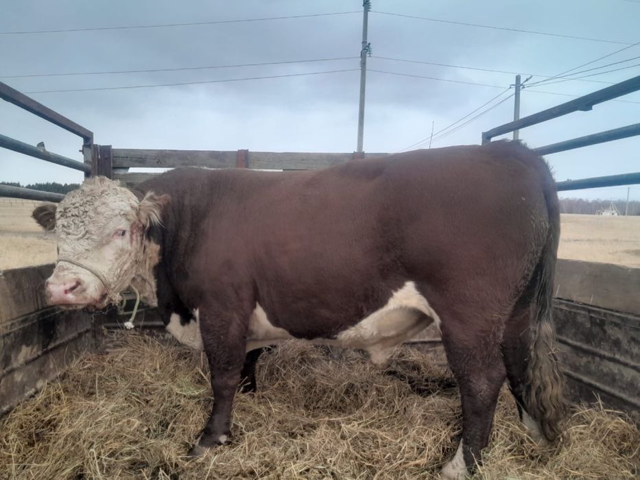 Продам племенного быка