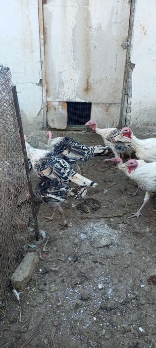 Домашние индюки.